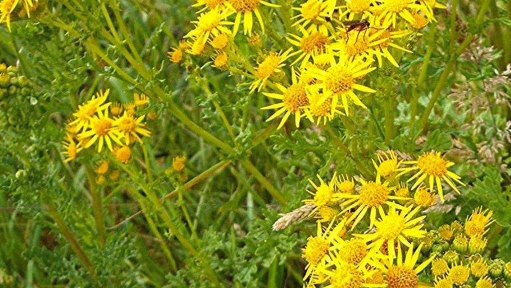 Ragwort